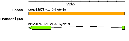 gene18978-v1.0-hybrid.png