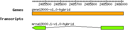 gene19000-v1.0-hybrid.png
