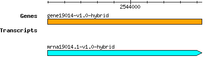 gene19014-v1.0-hybrid.png