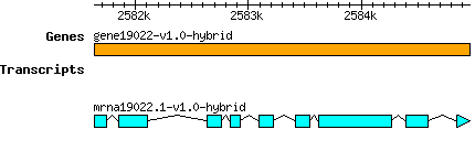 gene19022-v1.0-hybrid.png