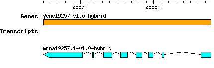 gene19257-v1.0-hybrid.png