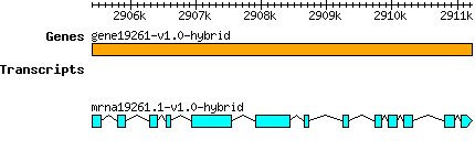 gene19261-v1.0-hybrid.png