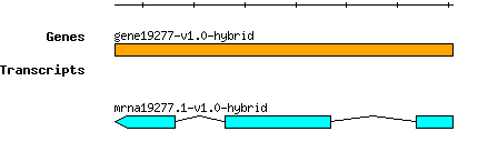 gene19277-v1.0-hybrid.png