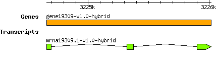 gene19309-v1.0-hybrid.png