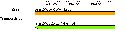 gene19053-v1.0-hybrid.png