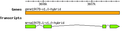 gene19078-v1.0-hybrid.png
