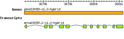gene19089-v1.0-hybrid.png