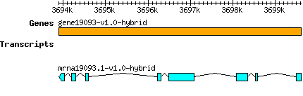 gene19093-v1.0-hybrid.png