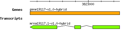 gene19117-v1.0-hybrid.png