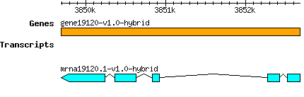 gene19120-v1.0-hybrid.png