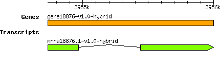 gene18876-v1.0-hybrid.png