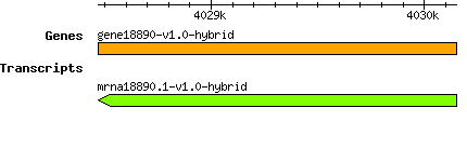 gene18890-v1.0-hybrid.png
