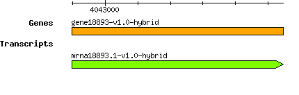 gene18893-v1.0-hybrid.png