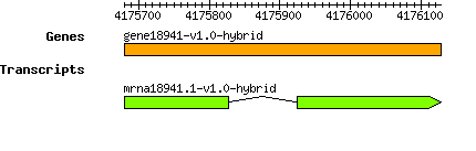 gene18941-v1.0-hybrid.png
