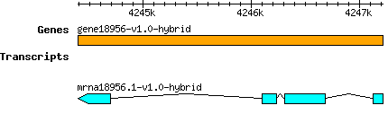 gene18956-v1.0-hybrid.png