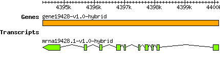 gene19428-v1.0-hybrid.png