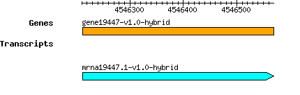 gene19447-v1.0-hybrid.png