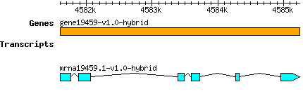 gene19459-v1.0-hybrid.png