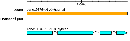 gene19376-v1.0-hybrid.png