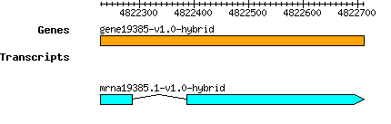 gene19385-v1.0-hybrid.png