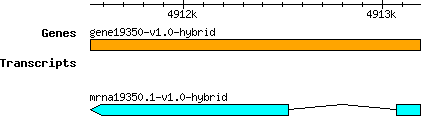 gene19350-v1.0-hybrid.png