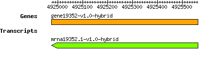 gene19352-v1.0-hybrid.png