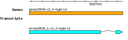 gene19408-v1.0-hybrid.png