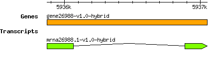 gene26988-v1.0-hybrid.png