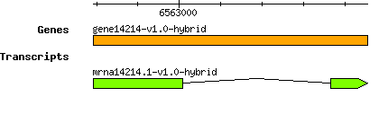 gene14214-v1.0-hybrid.png