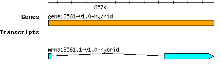 gene18561-v1.0-hybrid.png