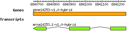 gene14253-v1.0-hybrid.png