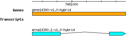 gene14340-v1.0-hybrid.png