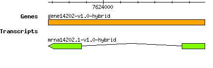 gene14202-v1.0-hybrid.png