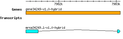 gene34249-v1.0-hybrid.png