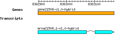 gene21508-v1.0-hybrid.png