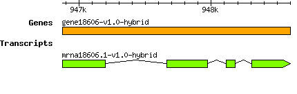 gene18606-v1.0-hybrid.png