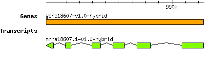gene18607-v1.0-hybrid.png