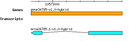 gene34785-v1.0-hybrid.png