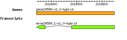 gene24599-v1.0-hybrid.png
