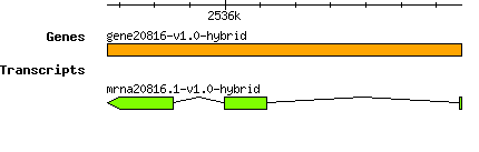 gene20816-v1.0-hybrid.png