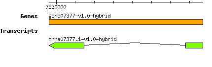 gene07377-v1.0-hybrid.png
