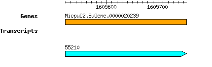 MpusillaCCMP1545_MicpuC2.EuGene.0000020239.png