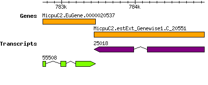 MpusillaCCMP1545_MicpuC2.EuGene.0000020537.png