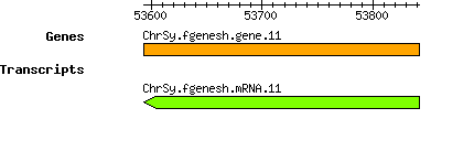 ChrSy.fgenesh.gene.11.png