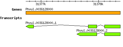 Phvul.003G128000.png
