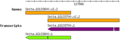 Seita.1G133600.png
