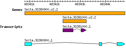 Seita.3G380900.png