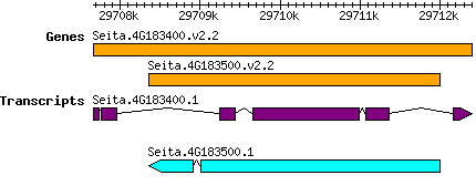 Seita.4G183500.png