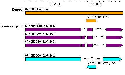 GRMZM5G804816.png