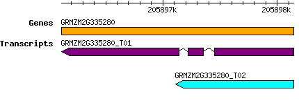 GRMZM2G335280.png